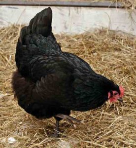 Heritage Breeds Can Be the Best Egg Laying Chickens Image